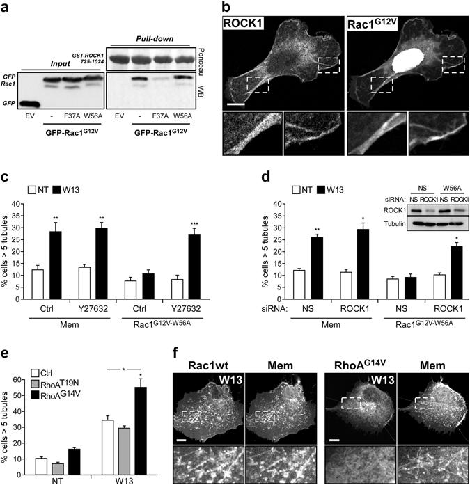 https://cdn.ncbi.nlm.nih.gov/pmc/blobs/c569/5537229/3c8e2d42afd5/41598_2017_7130_Fig6_HTML.jpg