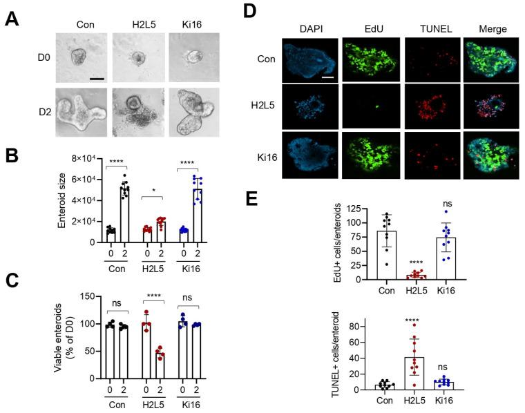 https://cdn.ncbi.nlm.nih.gov/pmc/blobs/c569/9324510/5781da2612ee/cells-11-02243-g002.jpg