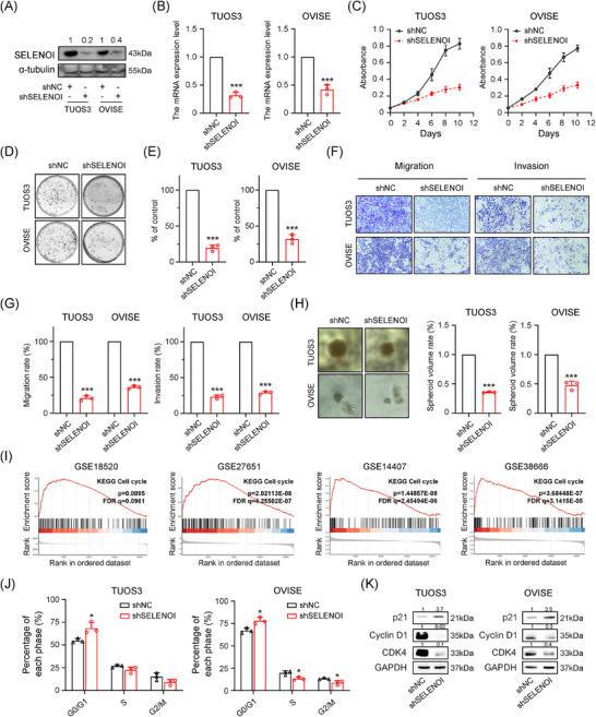 https://cdn.ncbi.nlm.nih.gov/pmc/blobs/c56e/11635127/337a5833ed9e/MCO2-5-e70033-g009.jpg