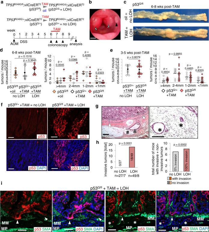 https://cdn.ncbi.nlm.nih.gov/pmc/blobs/c570/8242083/cbe58427fbfd/41467_2021_24064_Fig1_HTML.jpg