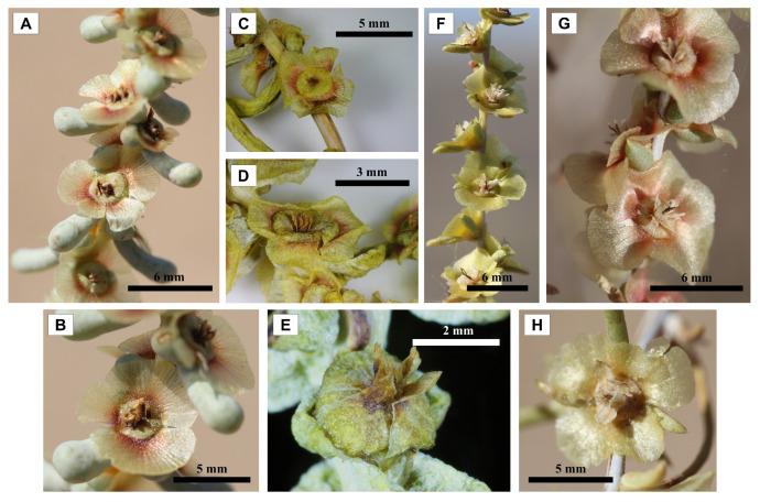 https://cdn.ncbi.nlm.nih.gov/pmc/blobs/c574/12348769/d0ae8a314fe4/plants-14-02279-g007.jpg