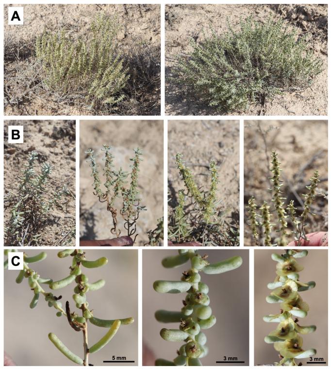 https://cdn.ncbi.nlm.nih.gov/pmc/blobs/c574/12348769/d98d2dd91cbd/plants-14-02279-g002.jpg
