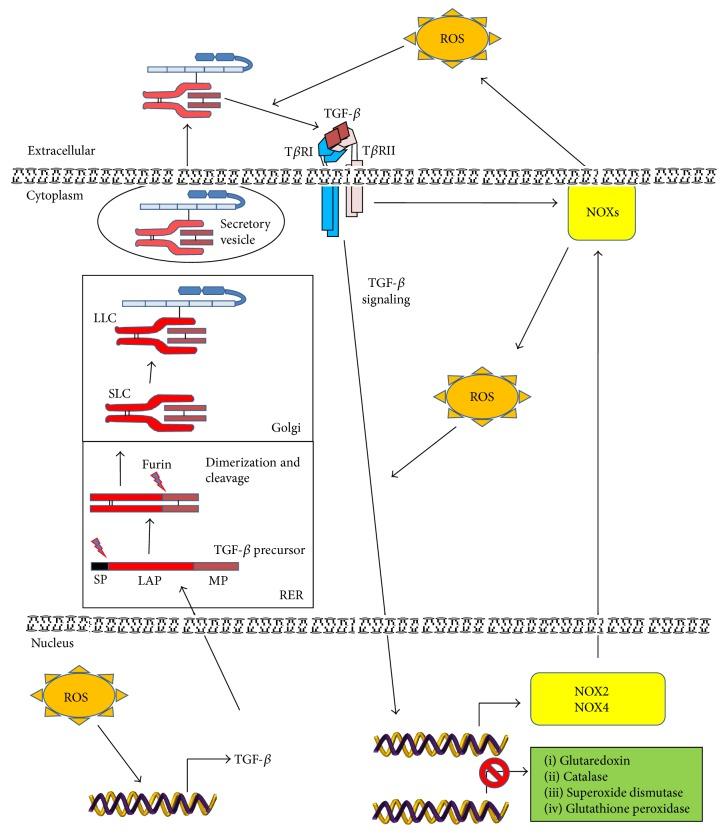 https://cdn.ncbi.nlm.nih.gov/pmc/blobs/c574/4452864/9d134f51f961/OMCL2015-654594.002.jpg
