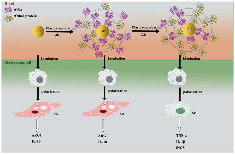https://cdn.ncbi.nlm.nih.gov/pmc/blobs/c578/11124003/0fcaf6123968/nanomaterials-14-00823-g006.jpg