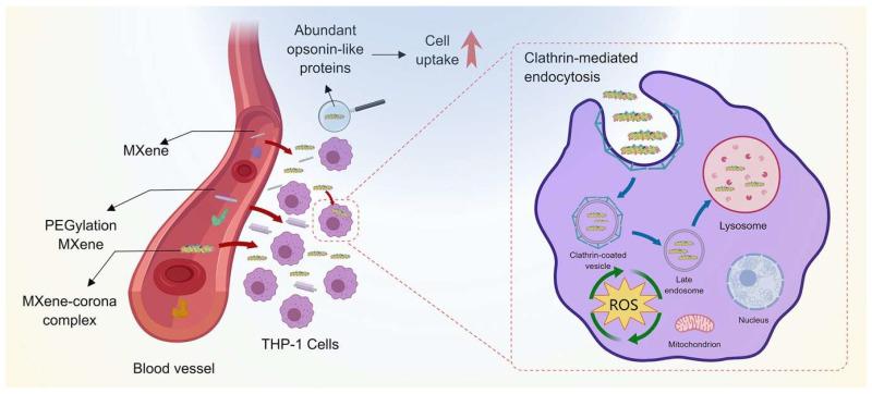 https://cdn.ncbi.nlm.nih.gov/pmc/blobs/c578/11124003/6bc844cfdecc/nanomaterials-14-00823-g004.jpg