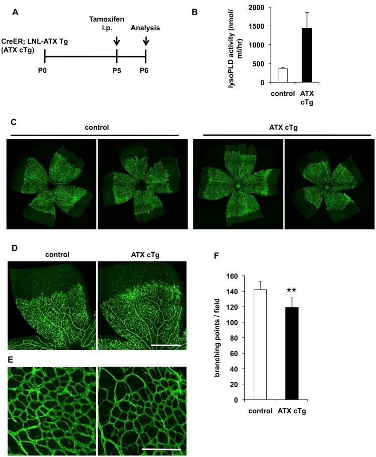 https://cdn.ncbi.nlm.nih.gov/pmc/blobs/c585/4438000/862d6917e70c/pone.0126734.g004.jpg