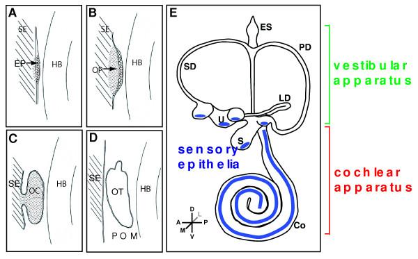 https://cdn.ncbi.nlm.nih.gov/pmc/blobs/c588/2915946/4fed497b2bfc/1471-2156-11-68-1.jpg