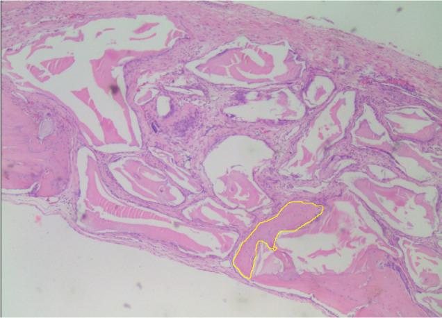 https://cdn.ncbi.nlm.nih.gov/pmc/blobs/c58b/11590004/edfe988f6d9a/1852-4834-37-2-123-g003.jpg