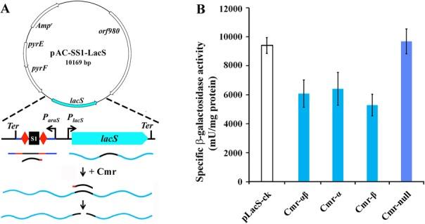 https://cdn.ncbi.nlm.nih.gov/pmc/blobs/c58c/4288192/767915e08222/gku1302fig3.jpg