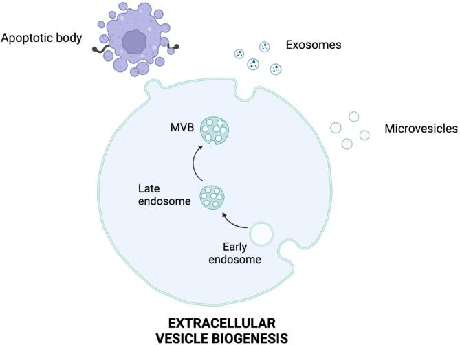 https://cdn.ncbi.nlm.nih.gov/pmc/blobs/c593/12186388/1620e23321d2/13287_2025_4440_Fig2_HTML.jpg