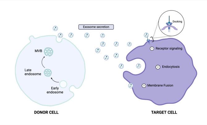 https://cdn.ncbi.nlm.nih.gov/pmc/blobs/c593/12186388/fcfe0df4f720/13287_2025_4440_Fig4_HTML.jpg