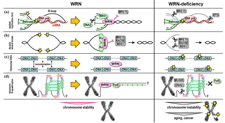 https://cdn.ncbi.nlm.nih.gov/pmc/blobs/c595/9601476/ea2883a9c798/genes-13-01802-g001.jpg