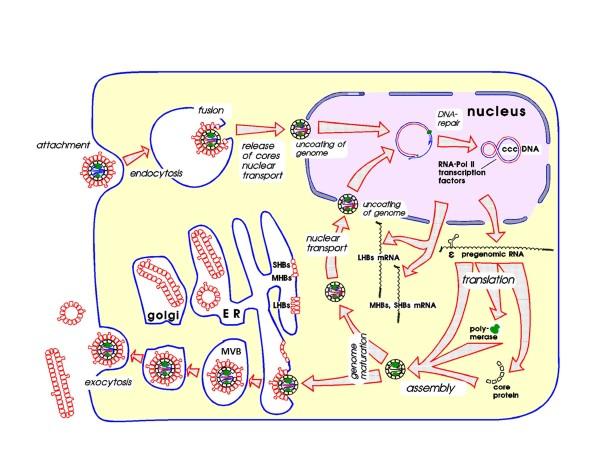 https://cdn.ncbi.nlm.nih.gov/pmc/blobs/c596/3729363/271ba8f4336b/1743-422X-10-239-9.jpg