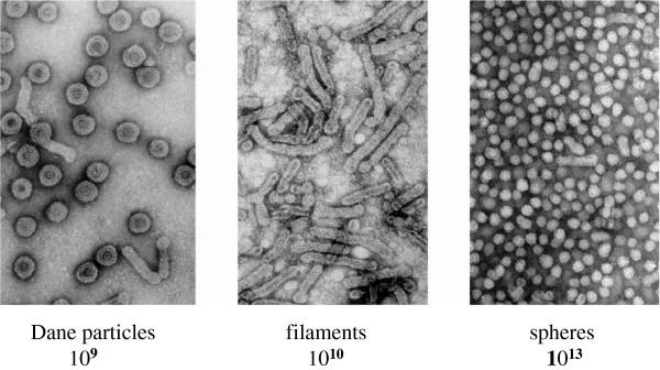 https://cdn.ncbi.nlm.nih.gov/pmc/blobs/c596/3729363/9b83cbd9d1cb/1743-422X-10-239-1.jpg