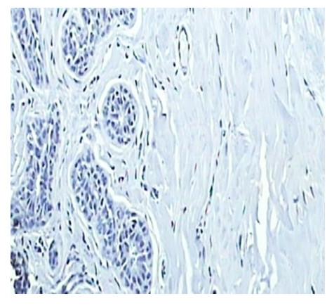 https://cdn.ncbi.nlm.nih.gov/pmc/blobs/c59d/2396598/ea215247b5eb/1475-2867-8-6-1.jpg