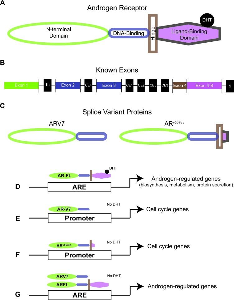 https://cdn.ncbi.nlm.nih.gov/pmc/blobs/c5a0/5325456/c6bd866f60fd/oncotarget-07-64447-g001.jpg