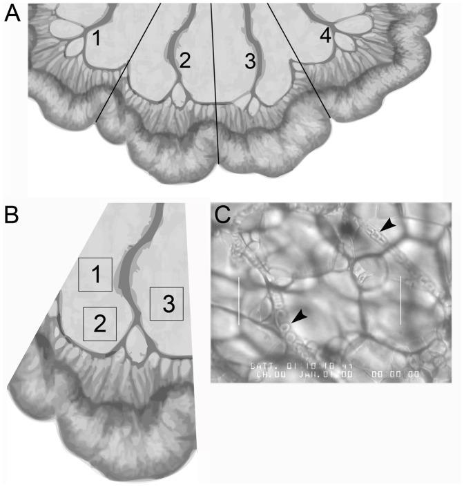 https://cdn.ncbi.nlm.nih.gov/pmc/blobs/c5a2/3390349/0be2e3246924/pone.0040126.g002.jpg
