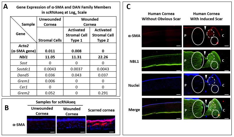 https://cdn.ncbi.nlm.nih.gov/pmc/blobs/c5a8/10669476/3578f56fa3d0/biomolecules-13-01570-g001.jpg