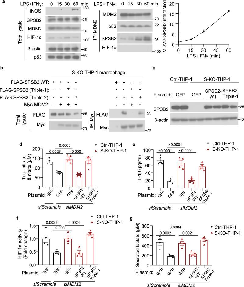 https://cdn.ncbi.nlm.nih.gov/pmc/blobs/c5ab/11452520/3e125b4f96ff/41467_2024_53006_Fig8_HTML.jpg