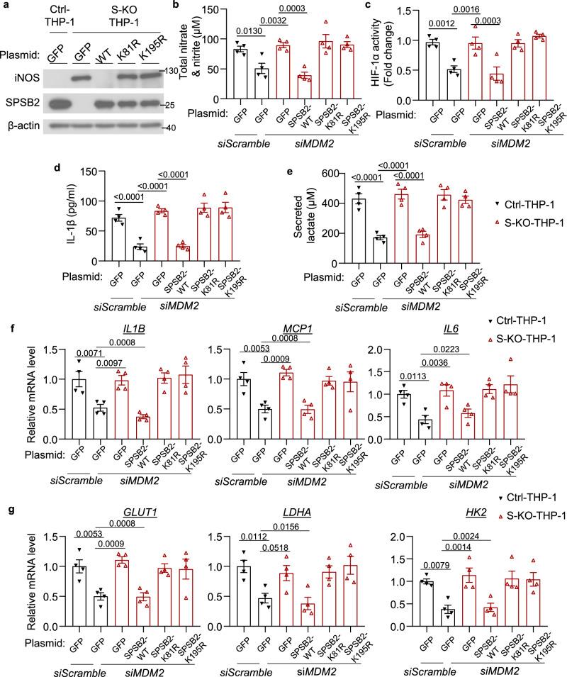 https://cdn.ncbi.nlm.nih.gov/pmc/blobs/c5ab/11452520/7e25d8dcd054/41467_2024_53006_Fig7_HTML.jpg
