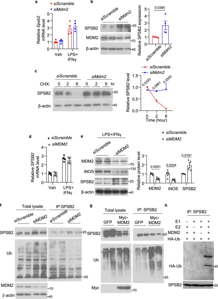 https://cdn.ncbi.nlm.nih.gov/pmc/blobs/c5ab/11452520/7fd7cd560cdf/41467_2024_53006_Fig5_HTML.jpg
