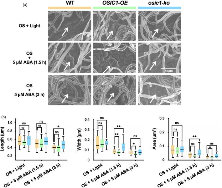 https://cdn.ncbi.nlm.nih.gov/pmc/blobs/c5af/11376904/3cf53675d6a8/PBI-21-943-g010.jpg
