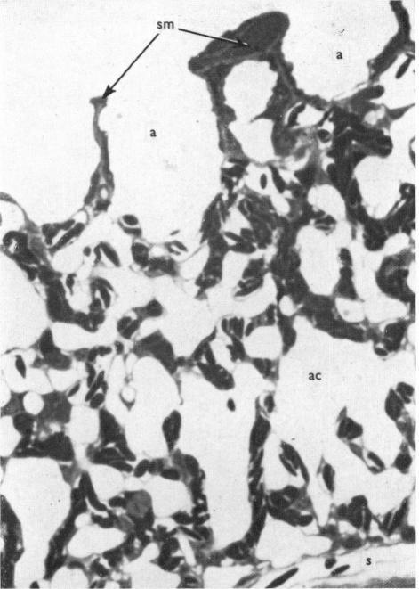 https://cdn.ncbi.nlm.nih.gov/pmc/blobs/c5af/1271406/82bbb0971625/janat00319-0027-a.jpg