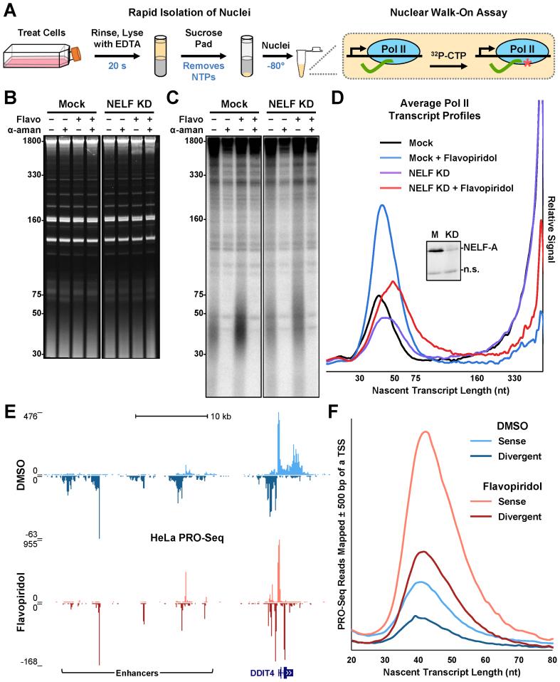 https://cdn.ncbi.nlm.nih.gov/pmc/blobs/c5b1/5737879/edae7a3028d8/gkx724fig1.jpg