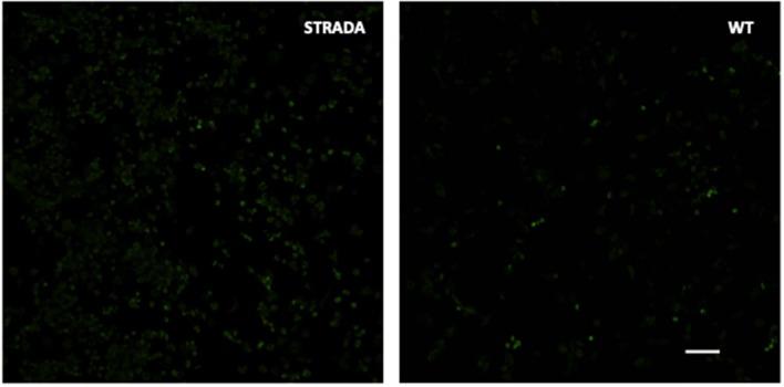 https://cdn.ncbi.nlm.nih.gov/pmc/blobs/c5b2/7227375/7d37ff4b19ad/fncel-14-00122-g0001.jpg