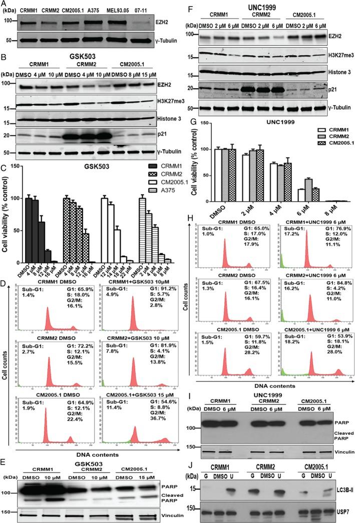 https://cdn.ncbi.nlm.nih.gov/pmc/blobs/c5b4/6174981/b498b31aa613/PATH-245-433-g004.jpg