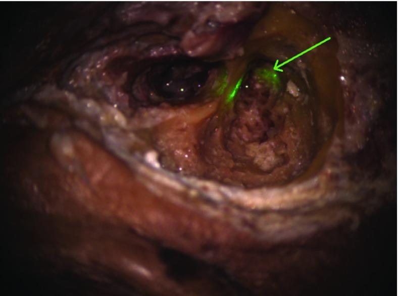 https://cdn.ncbi.nlm.nih.gov/pmc/blobs/c5b6/6949325/0864bfd28da6/11548_2019_2066_Fig12_HTML.jpg