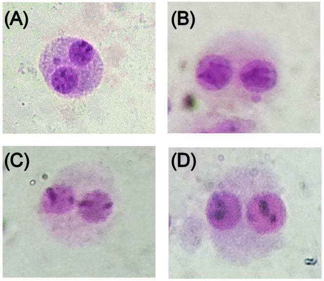 https://cdn.ncbi.nlm.nih.gov/pmc/blobs/c5bd/9959965/edc17862687a/pharmaceuticals-16-00248-g005.jpg