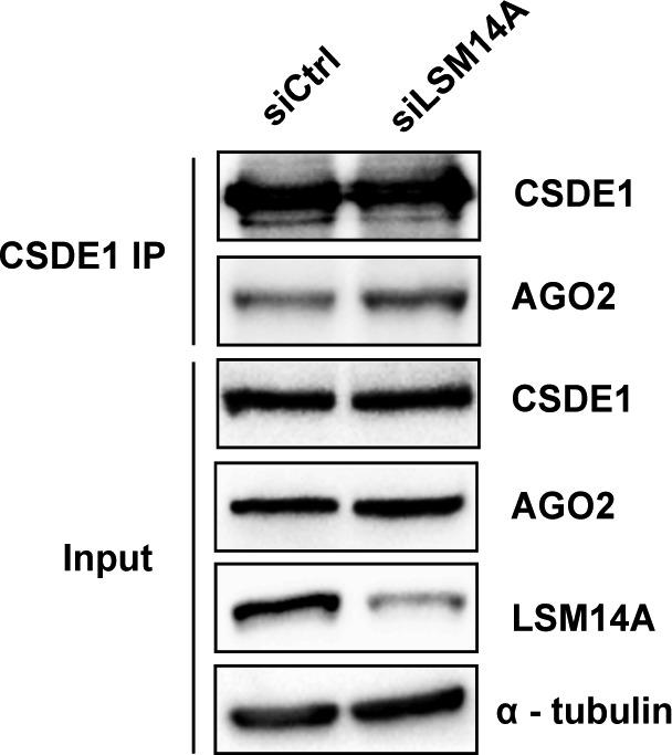 https://cdn.ncbi.nlm.nih.gov/pmc/blobs/c5c0/7067469/abb97aa4c9ce/LSA-2019-00632_FigS3.jpg