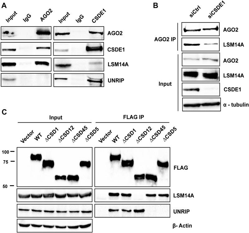 https://cdn.ncbi.nlm.nih.gov/pmc/blobs/c5c0/7067469/d5ea71fa2794/LSA-2019-00632_Fig4.jpg