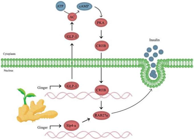 https://cdn.ncbi.nlm.nih.gov/pmc/blobs/c5c2/9320212/622085d052dd/IJBMS-25-664-g003.jpg