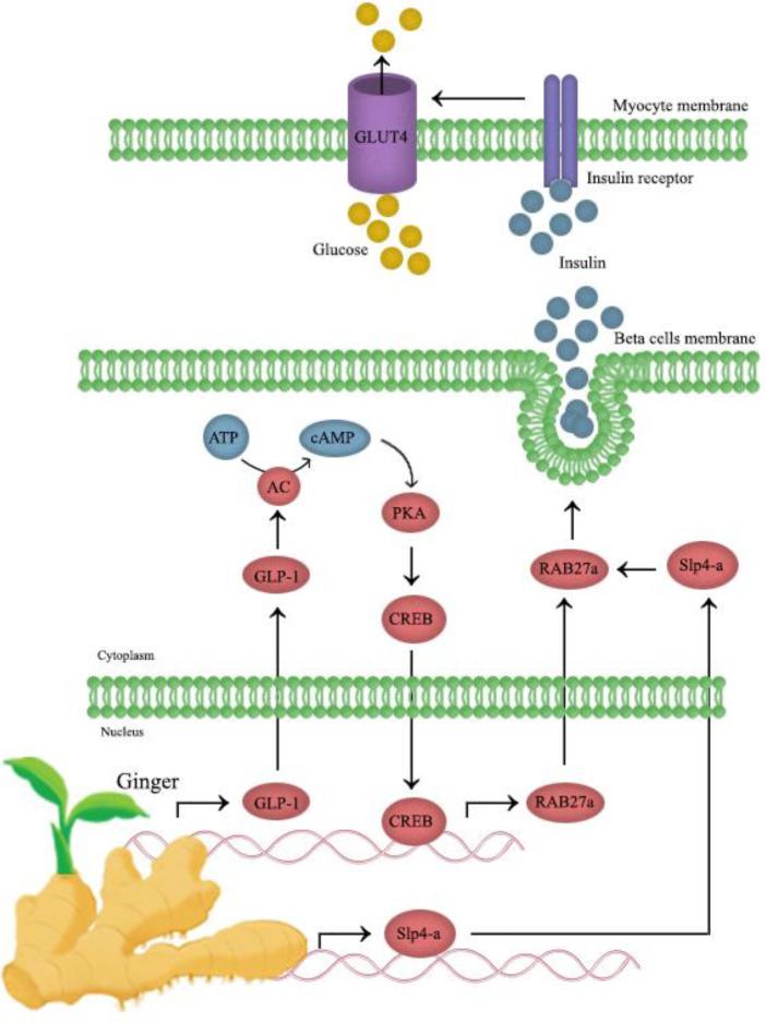 https://cdn.ncbi.nlm.nih.gov/pmc/blobs/c5c2/9320212/7448f3794367/IJBMS-25-664-g004.jpg