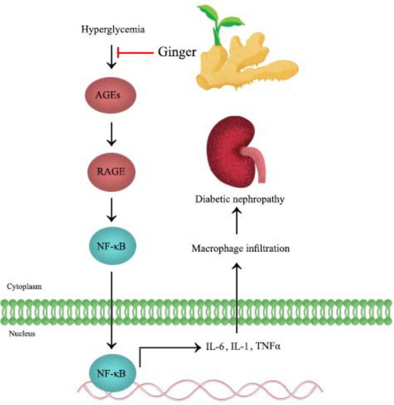 https://cdn.ncbi.nlm.nih.gov/pmc/blobs/c5c2/9320212/9b0cce0ffdcd/IJBMS-25-664-g005.jpg