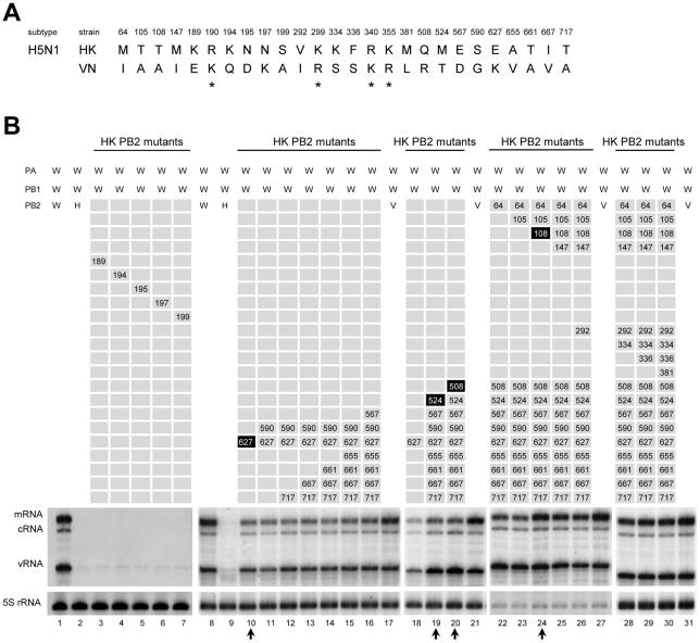 https://cdn.ncbi.nlm.nih.gov/pmc/blobs/c5c3/3289661/d166c6e428e4/pone.0032634.g002.jpg
