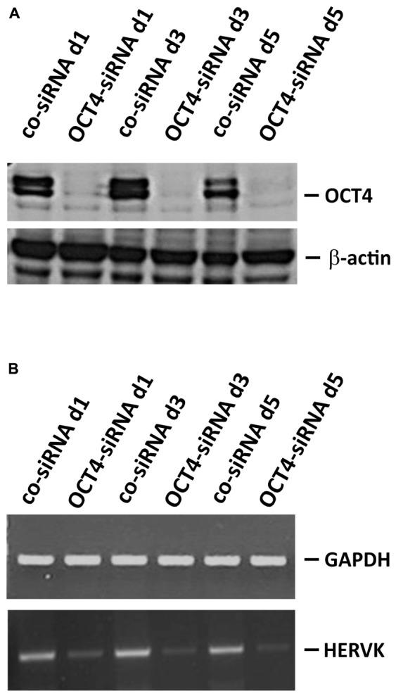 https://cdn.ncbi.nlm.nih.gov/pmc/blobs/c5c3/6013571/022afddcd5a2/fmicb-09-01253-g005.jpg