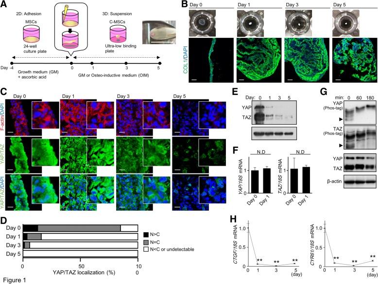 https://cdn.ncbi.nlm.nih.gov/pmc/blobs/c5c8/6286508/dac4887278e9/13287_2018_1085_Fig1_HTML.jpg