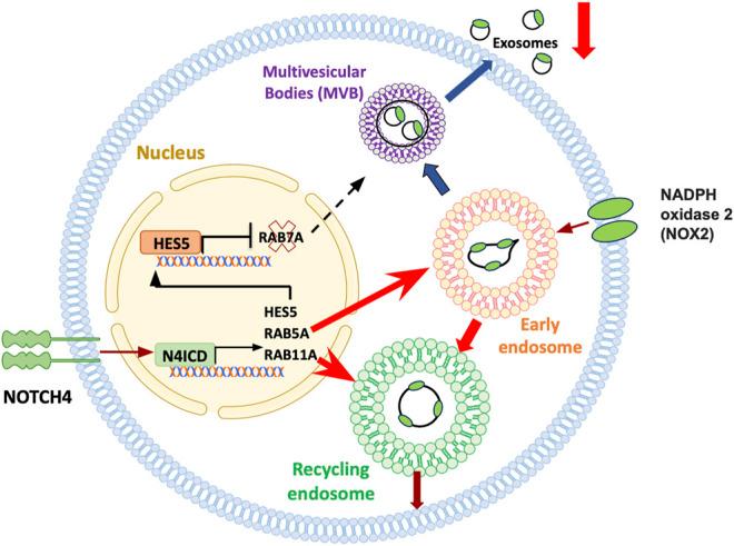 https://cdn.ncbi.nlm.nih.gov/pmc/blobs/c5c8/9261367/9c64973c47da/fragi-03-867950-g006.jpg