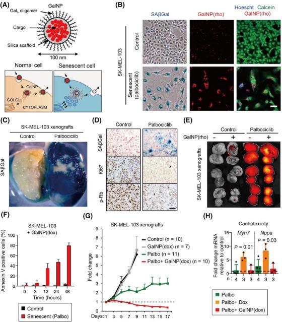 https://cdn.ncbi.nlm.nih.gov/pmc/blobs/c5c9/11398298/c362cefa81cf/CTM2-14-e1772-g001.jpg