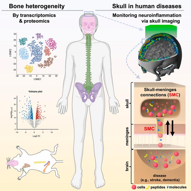 https://cdn.ncbi.nlm.nih.gov/pmc/blobs/c5cb/10443631/f77fef150ad2/fx1.jpg