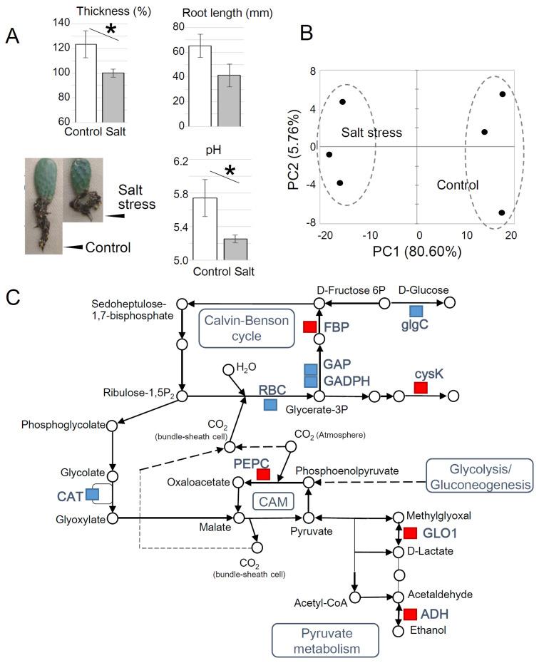 https://cdn.ncbi.nlm.nih.gov/pmc/blobs/c5cb/7827026/4b726899a262/plants-10-00115-g002.jpg
