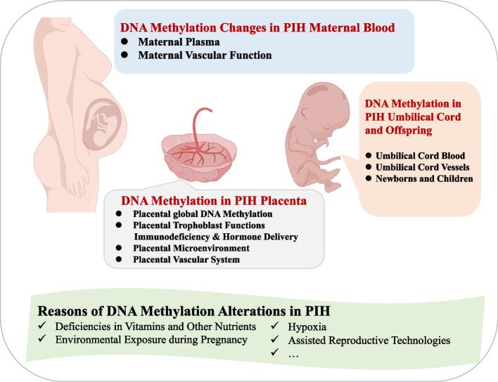 https://cdn.ncbi.nlm.nih.gov/pmc/blobs/c5cc/11229300/74010dfa056c/12958_2024_1248_Fig1_HTML.jpg