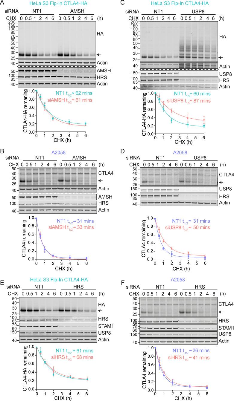 https://cdn.ncbi.nlm.nih.gov/pmc/blobs/c5cd/11486831/1efdfbc88e7c/JCB_202312141_Fig3.jpg