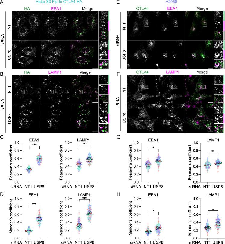 https://cdn.ncbi.nlm.nih.gov/pmc/blobs/c5cd/11486831/88eda08d2b1f/JCB_202312141_Fig6.jpg
