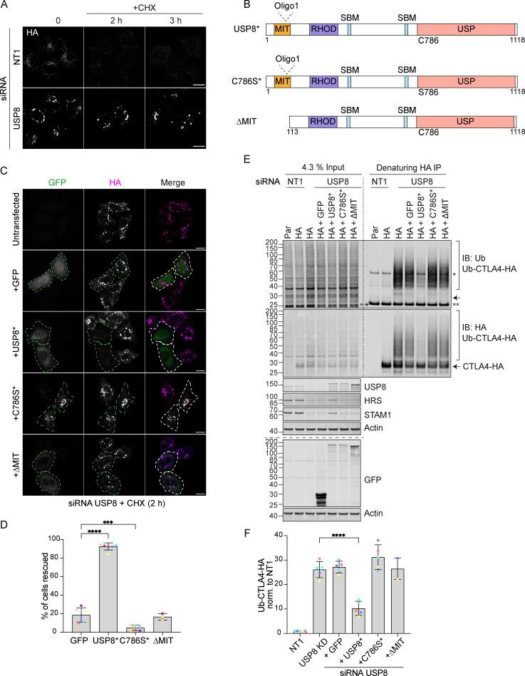 https://cdn.ncbi.nlm.nih.gov/pmc/blobs/c5cd/11486831/f0edd906ba28/JCB_202312141_Fig8.jpg