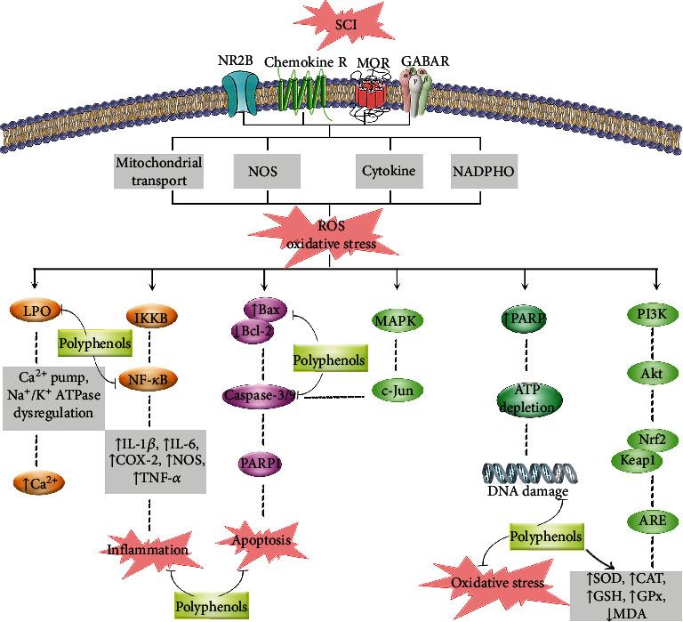 https://cdn.ncbi.nlm.nih.gov/pmc/blobs/c5cd/8759836/3cba21a5da1d/OMCL2022-8100195.003.jpg