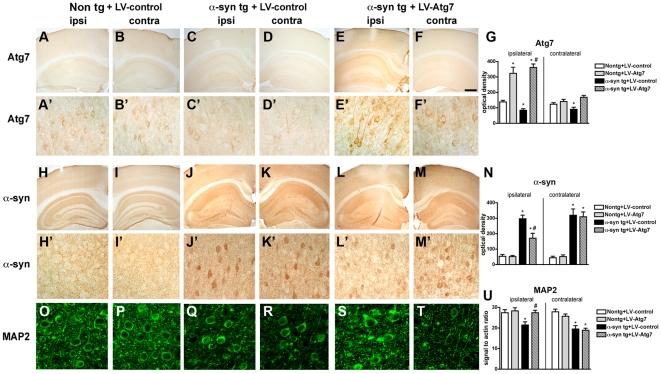 https://cdn.ncbi.nlm.nih.gov/pmc/blobs/c5ce/2824828/06c25f861402/pone.0009313.g009.jpg